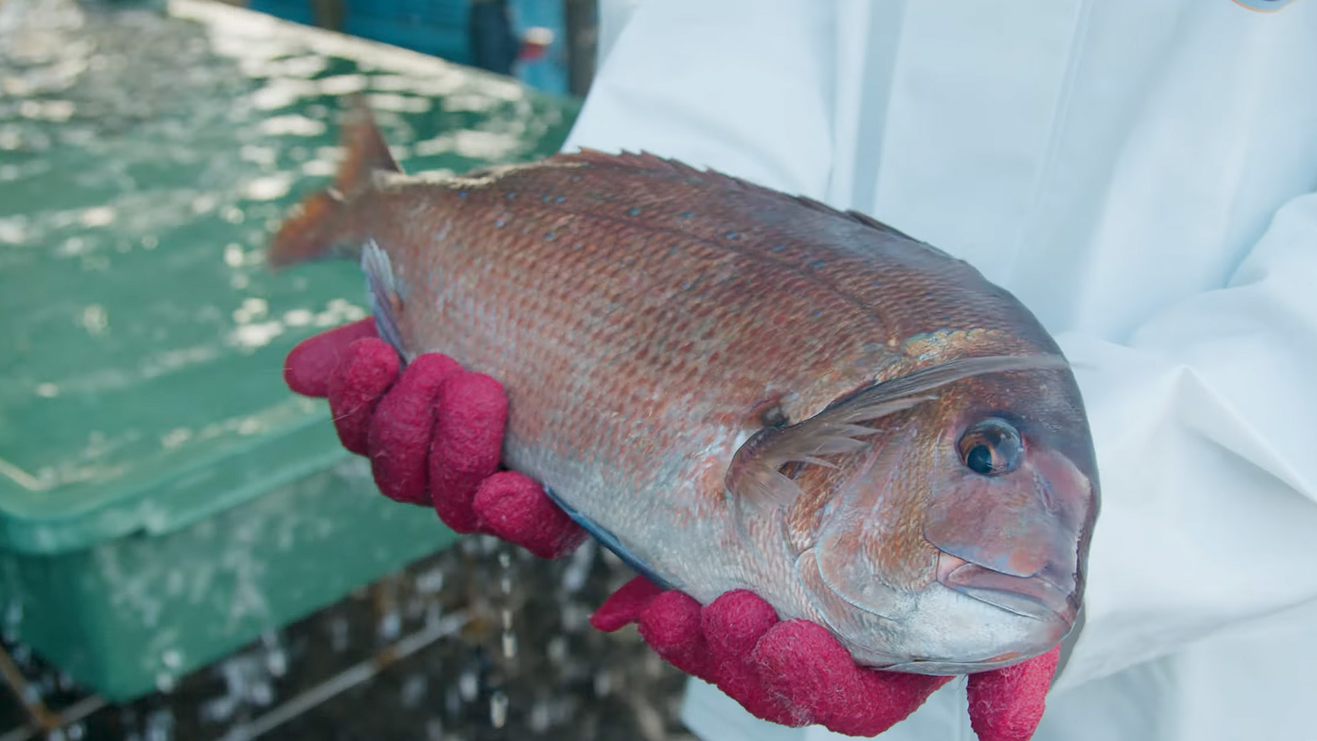 Discover Japan’s incredible seafood