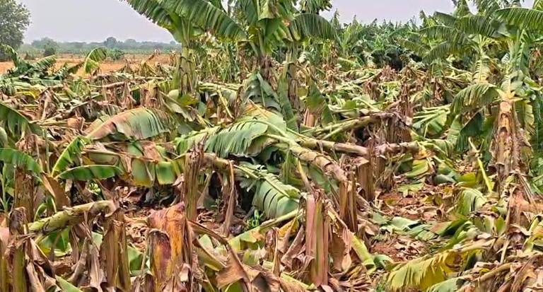 Three killed in lightning strikes as unseasonal rains damage crops ...