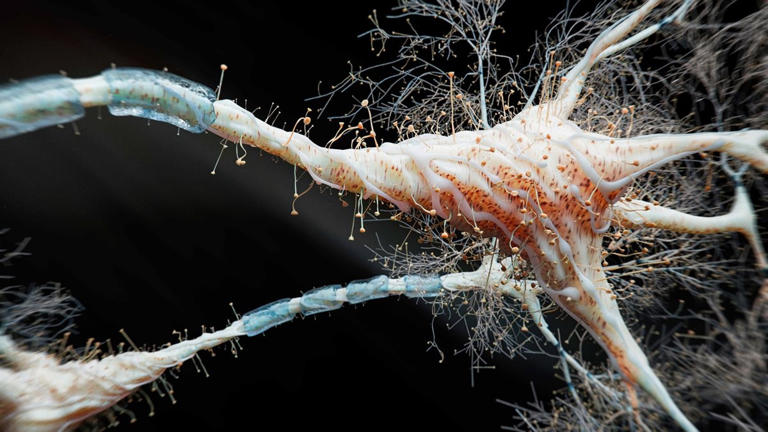 Indian scientist builds mini-brain in 3D chip that could change AI ...