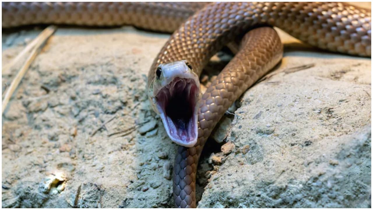 Snake revenge: సినిమాల్లో చూపించినట్లు నిజంగా పాములు పగపడతాయా? మనుషులను ...