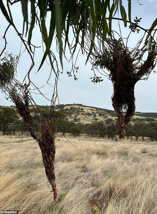 Aussies spooked after 'human-shaped effigies' are discovered ...