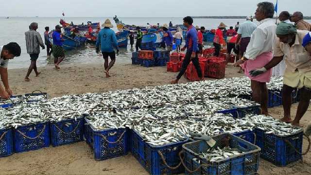 India's marine fish catch rises 3 per cent in 2025; Kerala records 2 ...