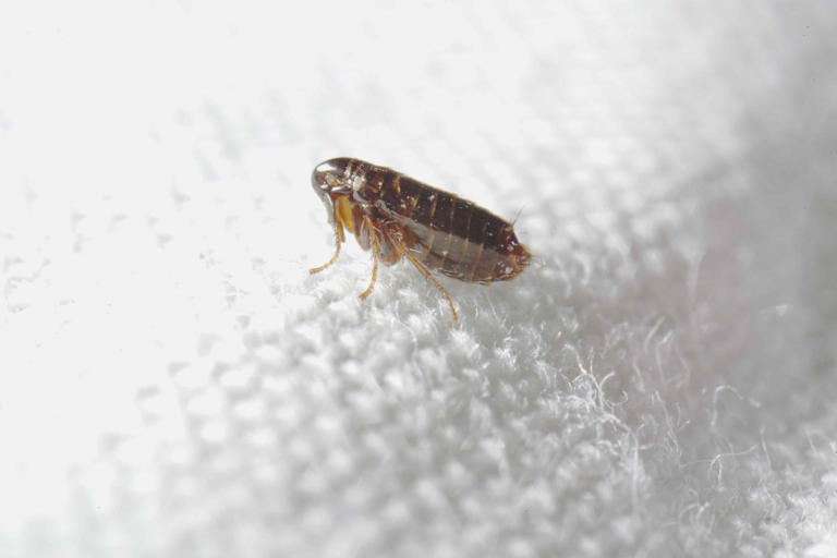 Fleas are on the prowl this spring—here’s how to keep them out of your home