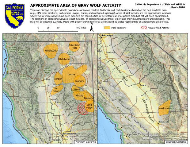 CDFW releases latest quarterly wolf update