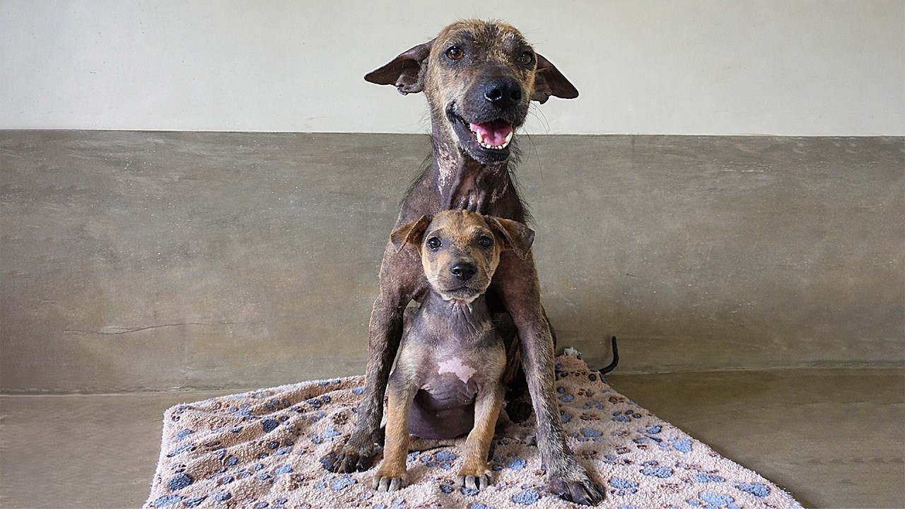 From starving and sick to finding joy again until this mama dog learns ...
