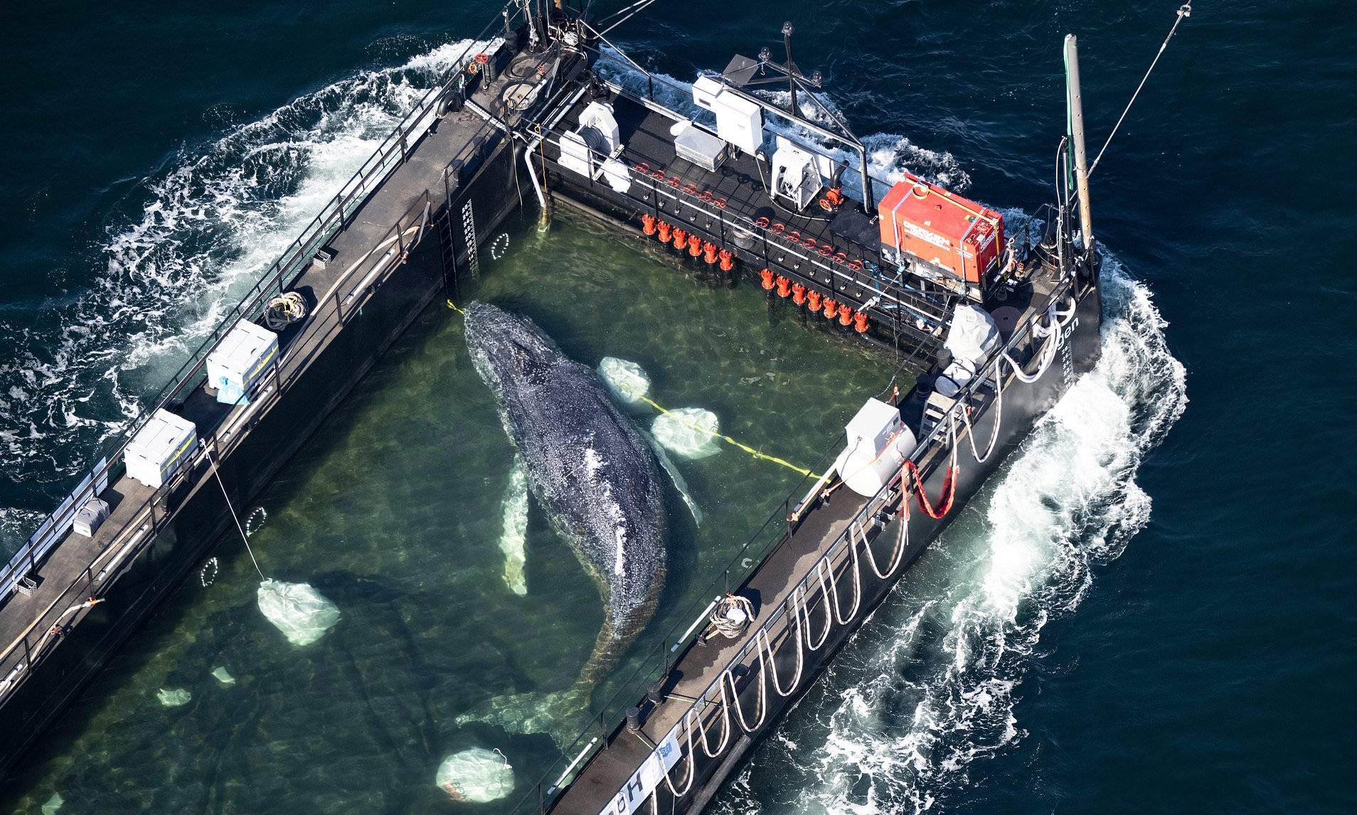 'It will die soon. What's so bad about that?': Biologists question ...
