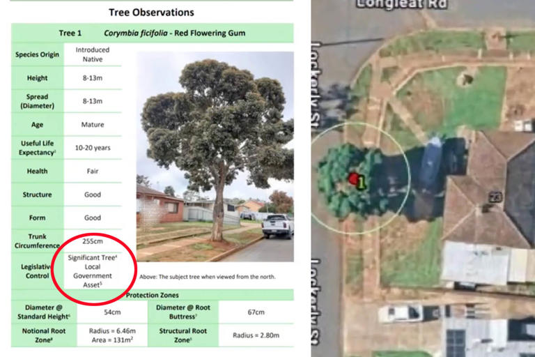 Aussie couple forced to redesign property over tree rule: 'Council ...