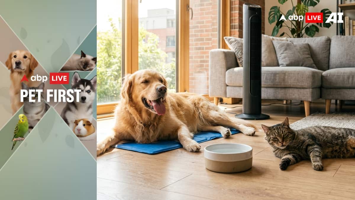 ABP Live Pet First: 8 essential tips to prevent heatstroke and keep ...