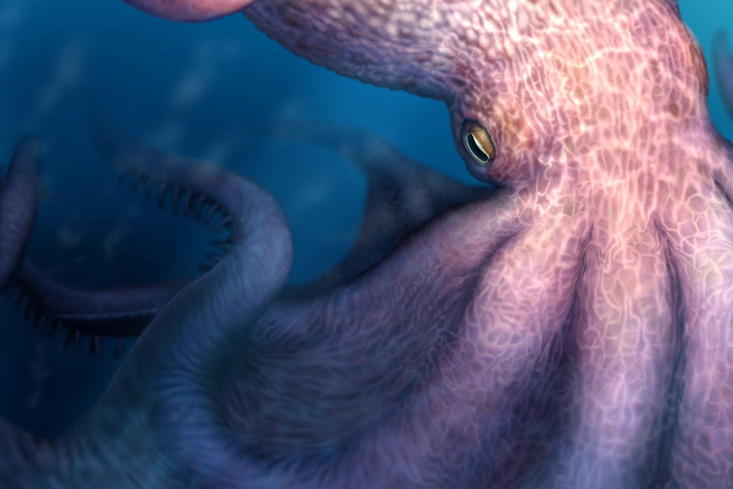Were enormous octopuses apex predators in ancient oceans?