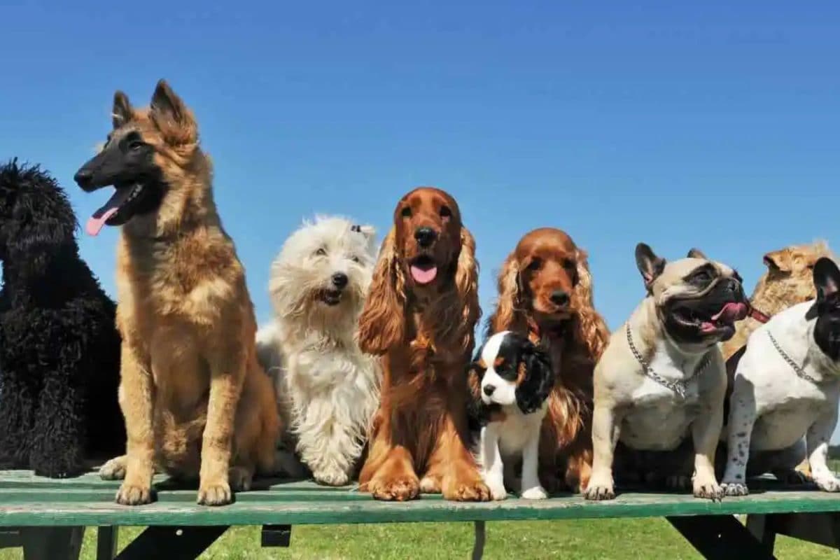 these-10-dog-breeds-rule-instagram-in-2026-the-internet-s-most-viral