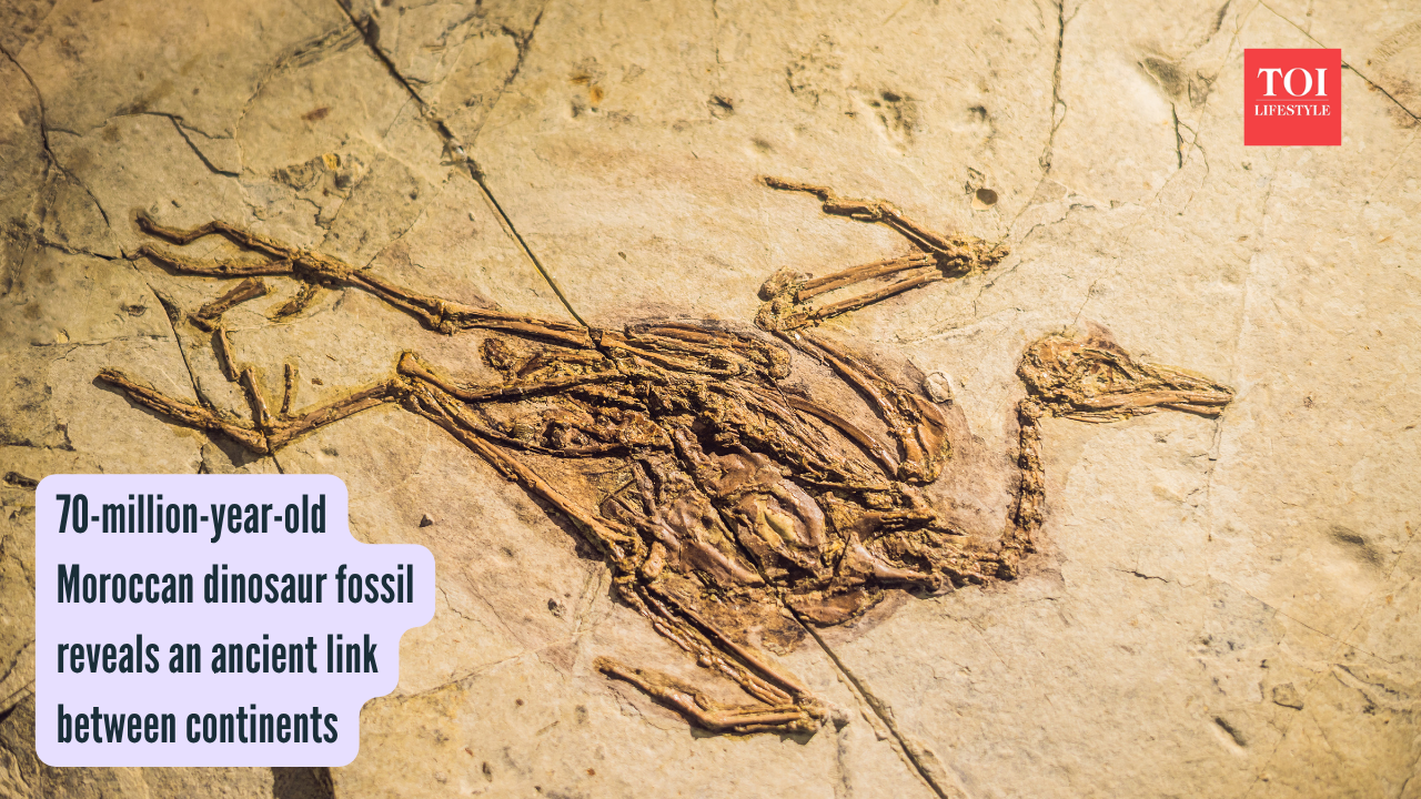 70-million-year-old Moroccan dinosaur fossil reveals an ancient link ...