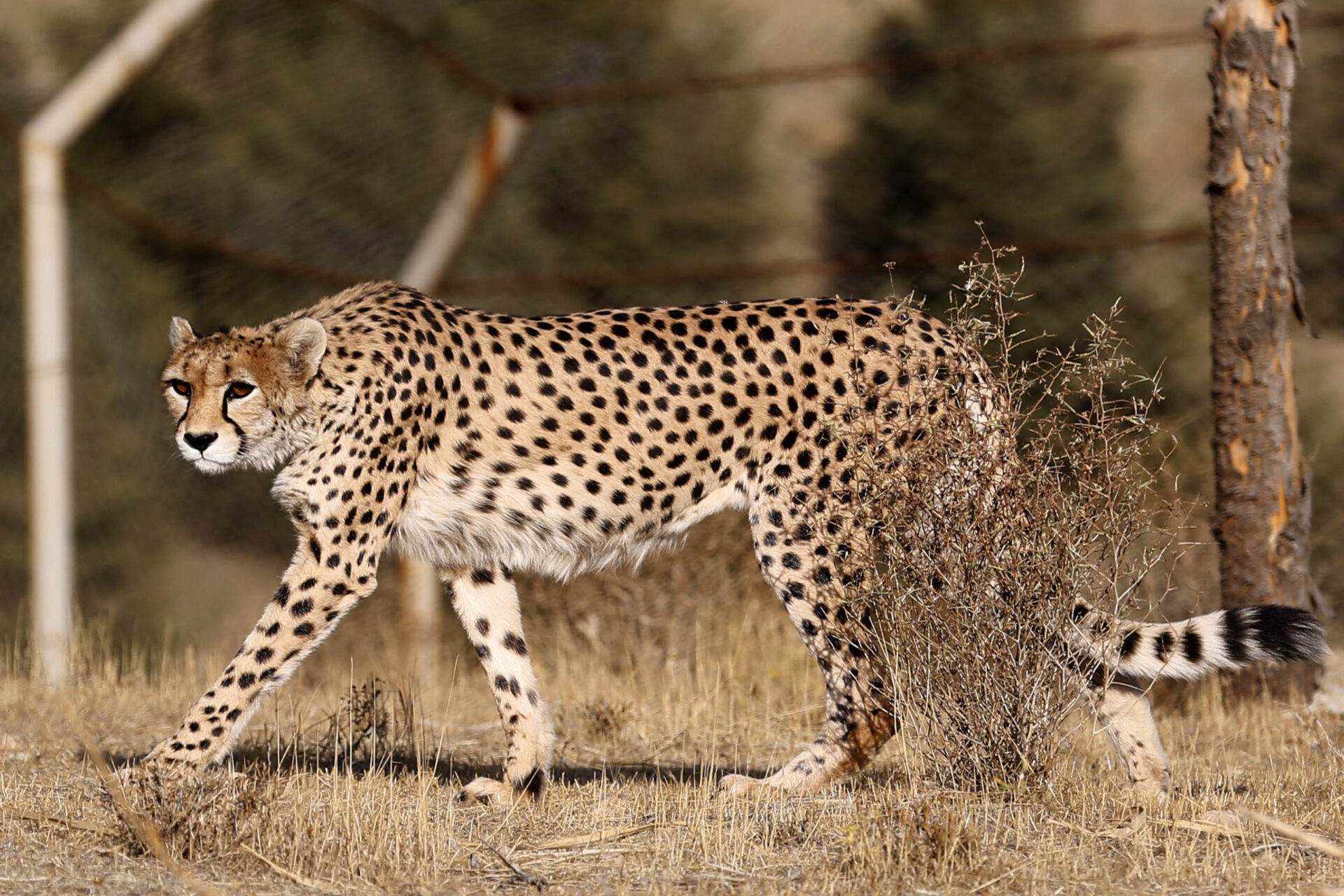 Guepardos en Irán: la guerra amenaza al felino más raro del mundo