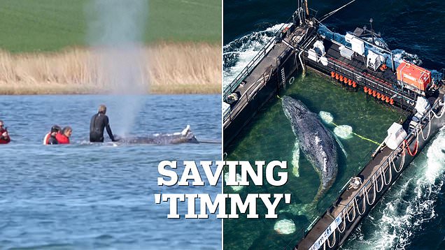 Millionaires fund dramatic mission to save Timmy the whale