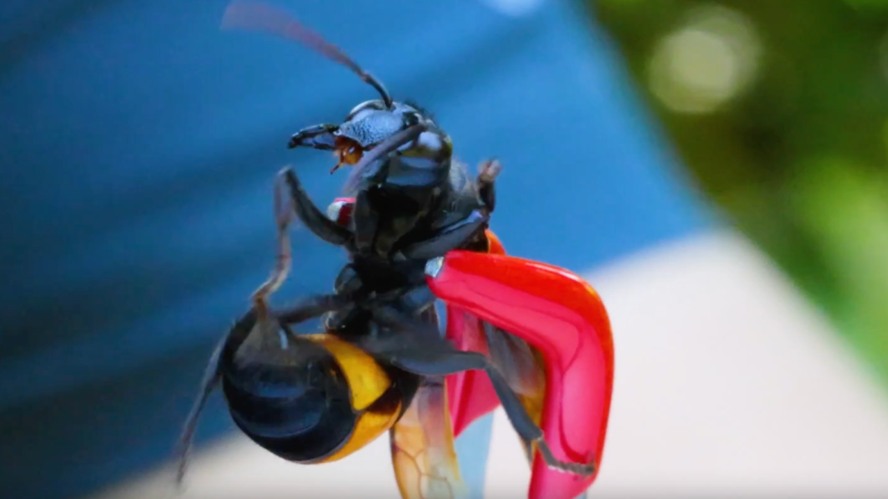 Stung by a killer hornet (extreme pain test)