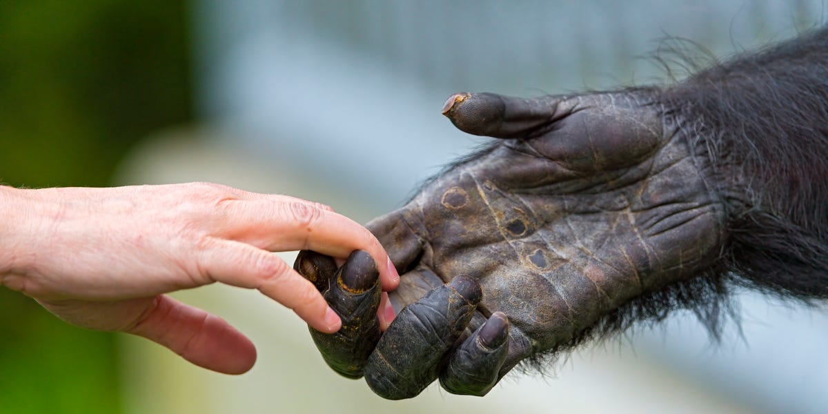 A Scientist Tried to Breed a ‘Human-Ape’ Hybrid