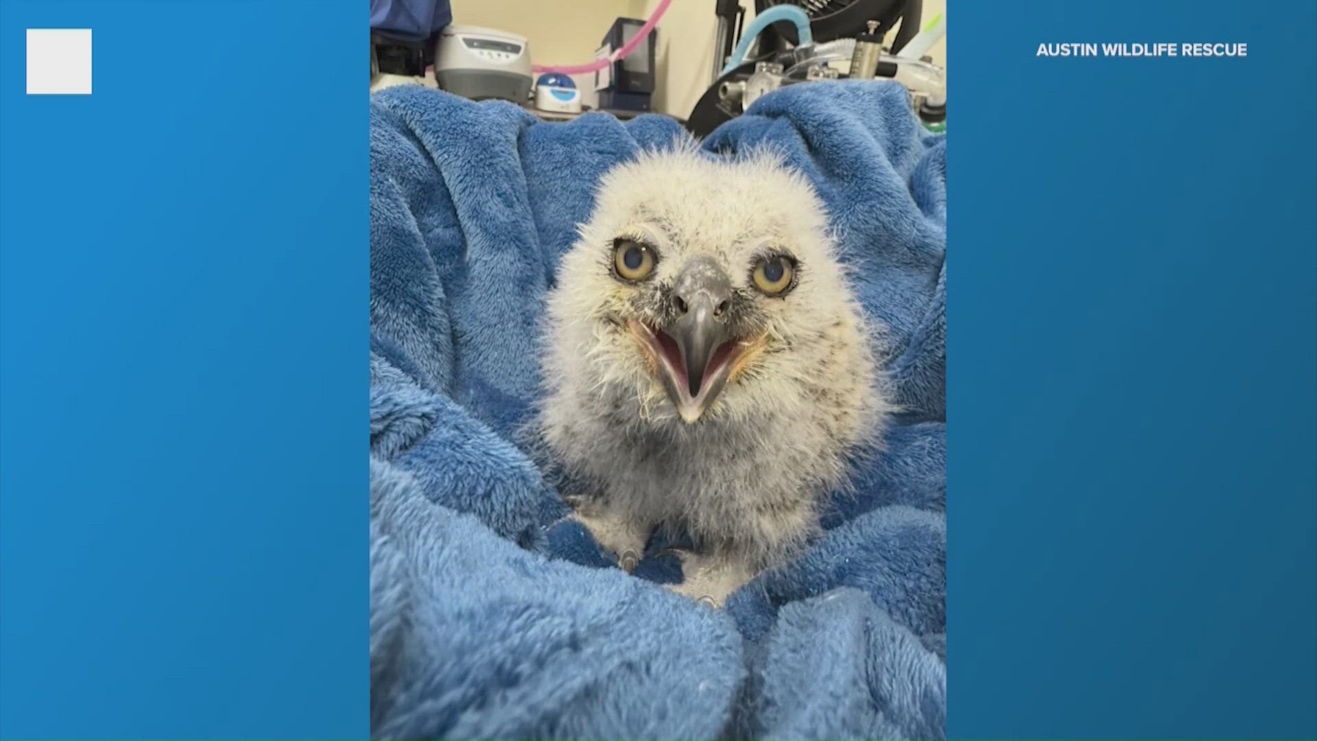 Athena's owlet now 3 weeks old after rescue