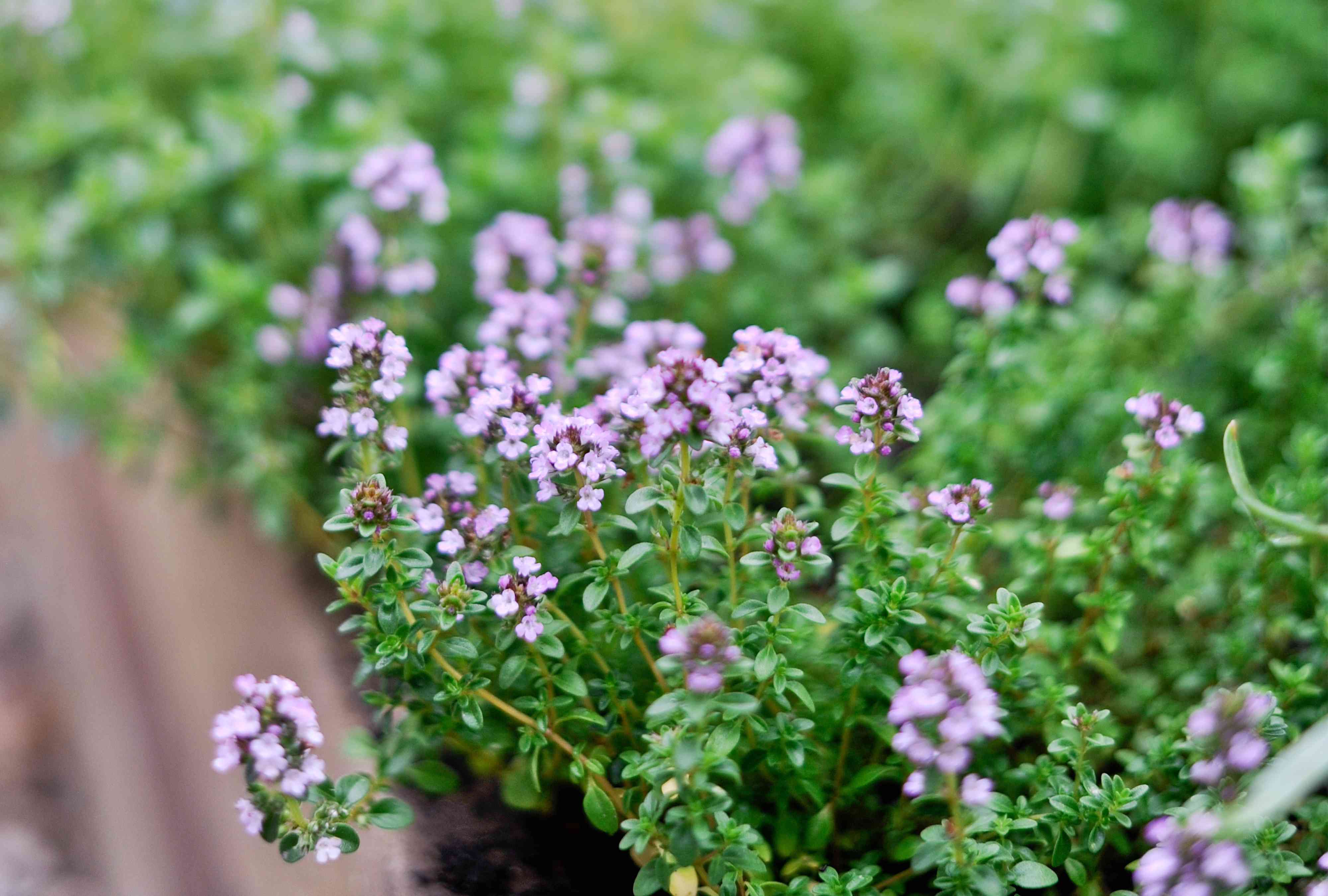 Is Thyme a Perennial Plant? Plus How to Keep It Growing Year After Year