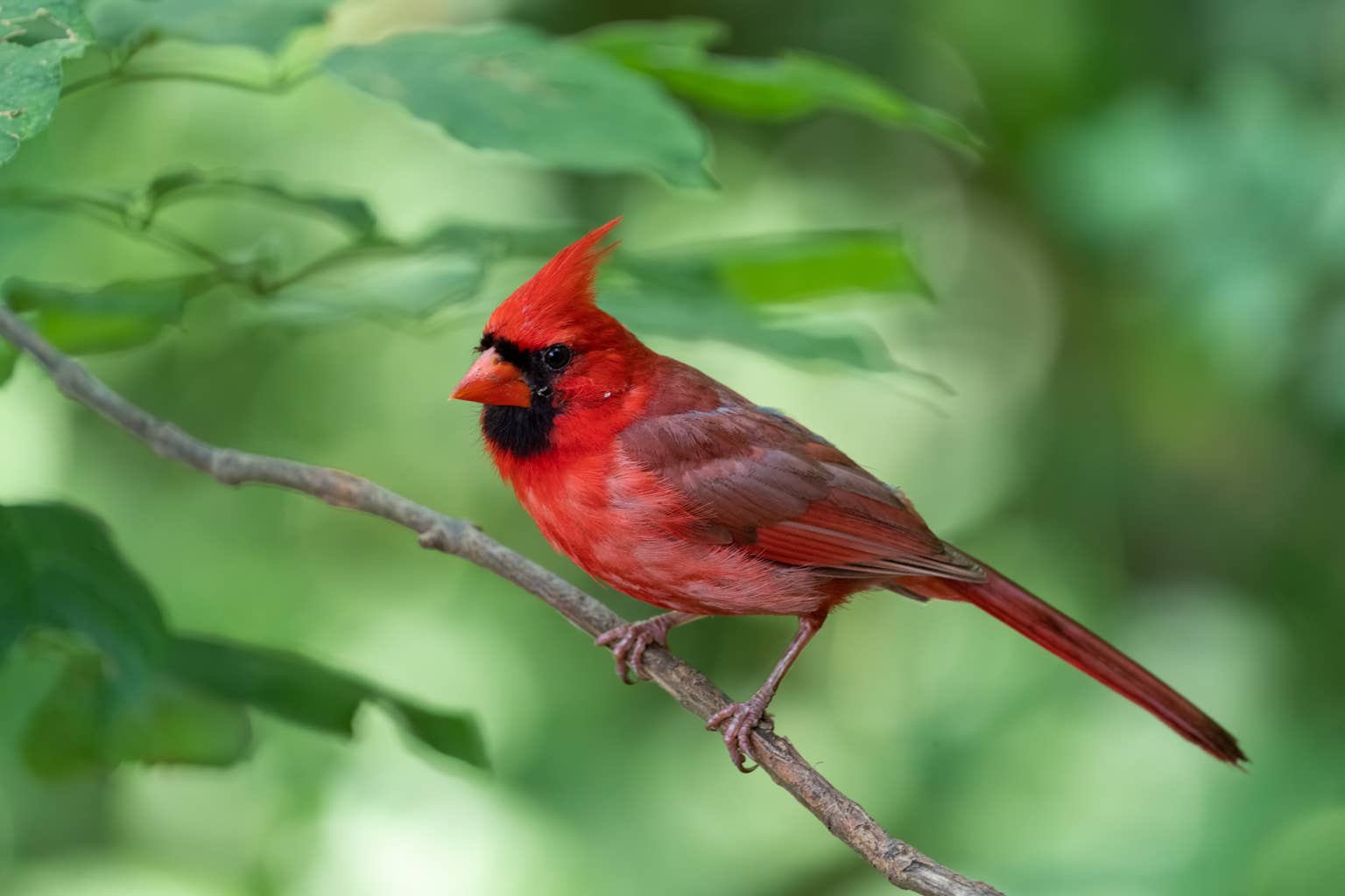 Watch Derrick the Northern Cardinal dominate the bird feeder in ...