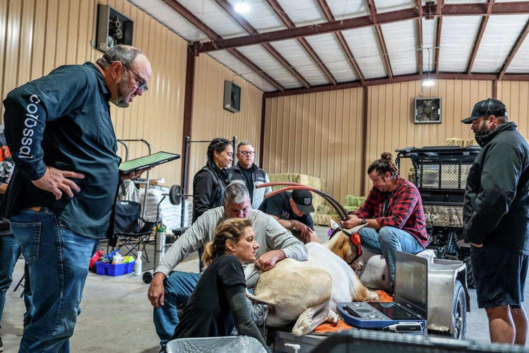 This animal is next species Dallas' Colossal plans to bring back from ...