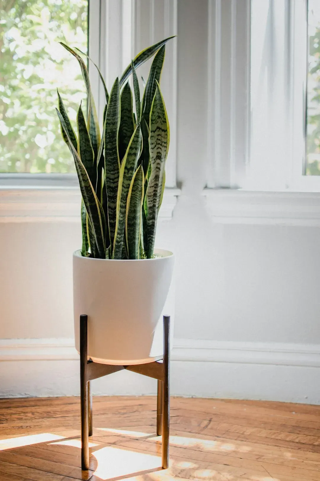 12 low-maintenance plants that thrive even if you ignore them