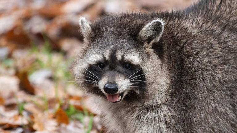 RFK Jr. says he cut off dead raccoon during family trip