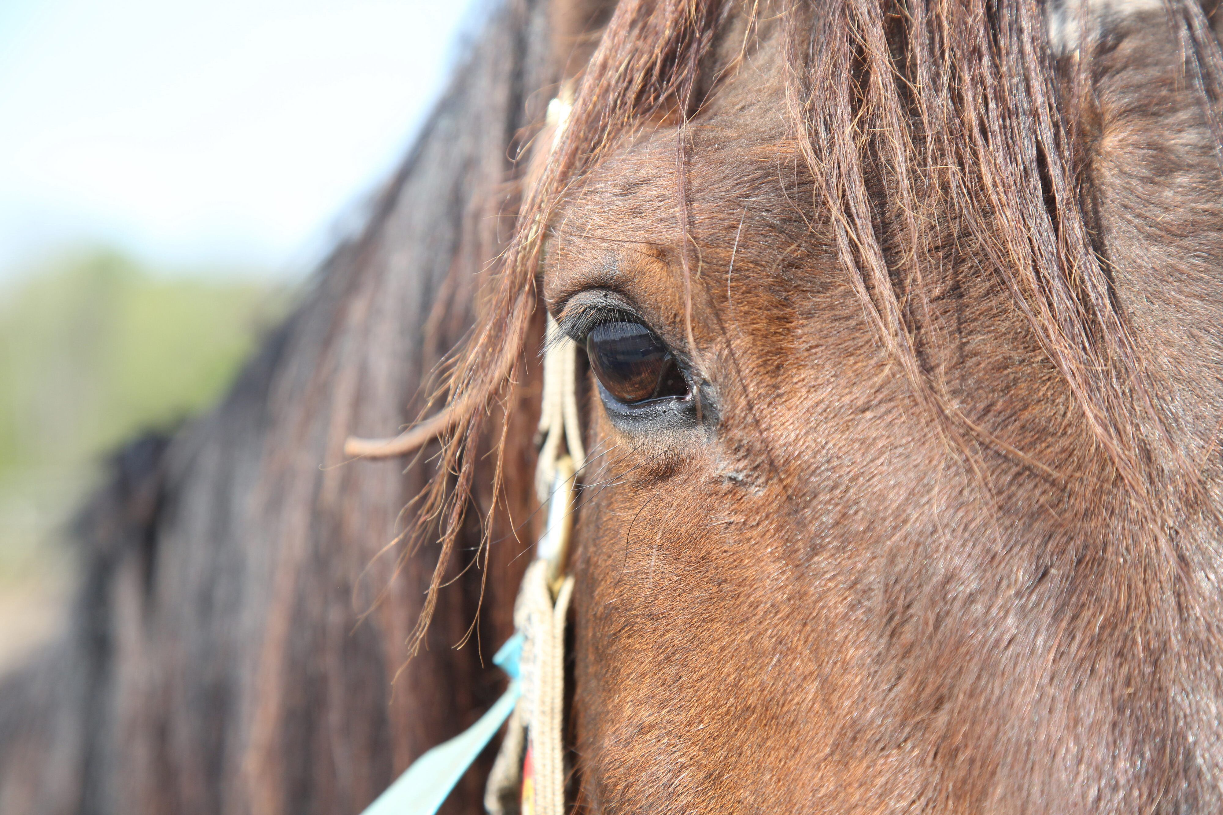 Viral NYPD horse was rescued from kill pen by NJ group. Meet Kelly the ...