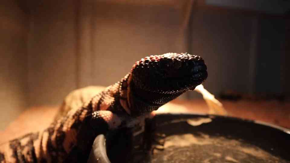 It was just a small tank - now this venomous lizard has a proper upgrade