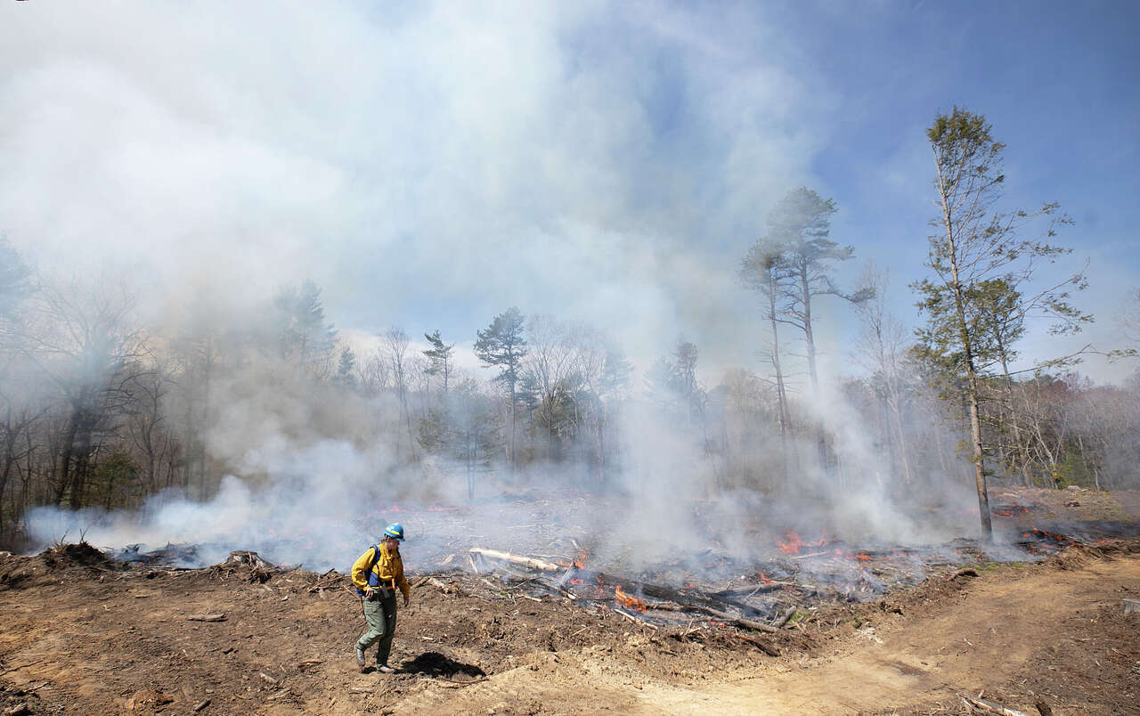 This Connecticut forest fire has a surprising goal: saving a rare species