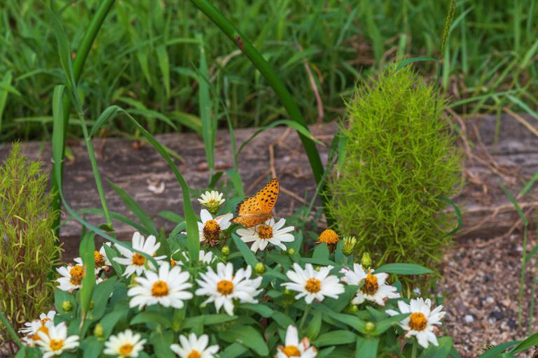 8 fast-growing flowers that attract birds and butterflies to your garden