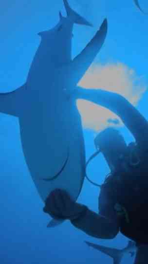 What's wrong with this shark