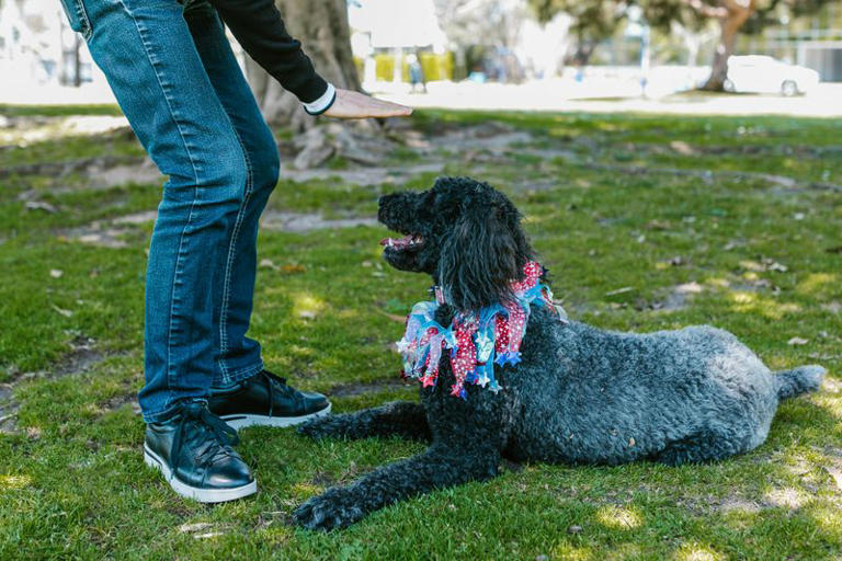 11 common words your dog understands better than you think