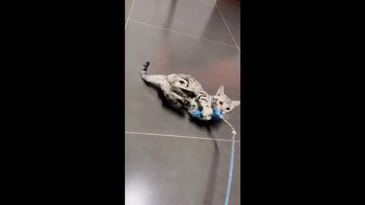 Energetic spotted cat attacking blue feather wand in fun action
