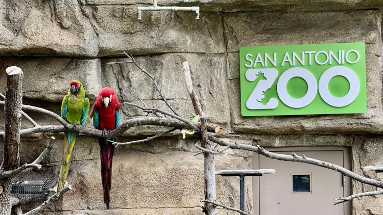 San Antonio Zoo offers $8 tickets to residents Friday for Locals Day