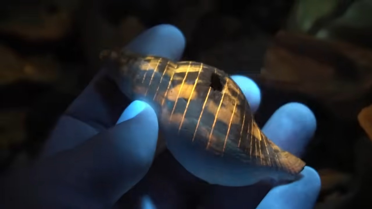 A UV light hit 2-million-year-old shells - then their original patterns ...