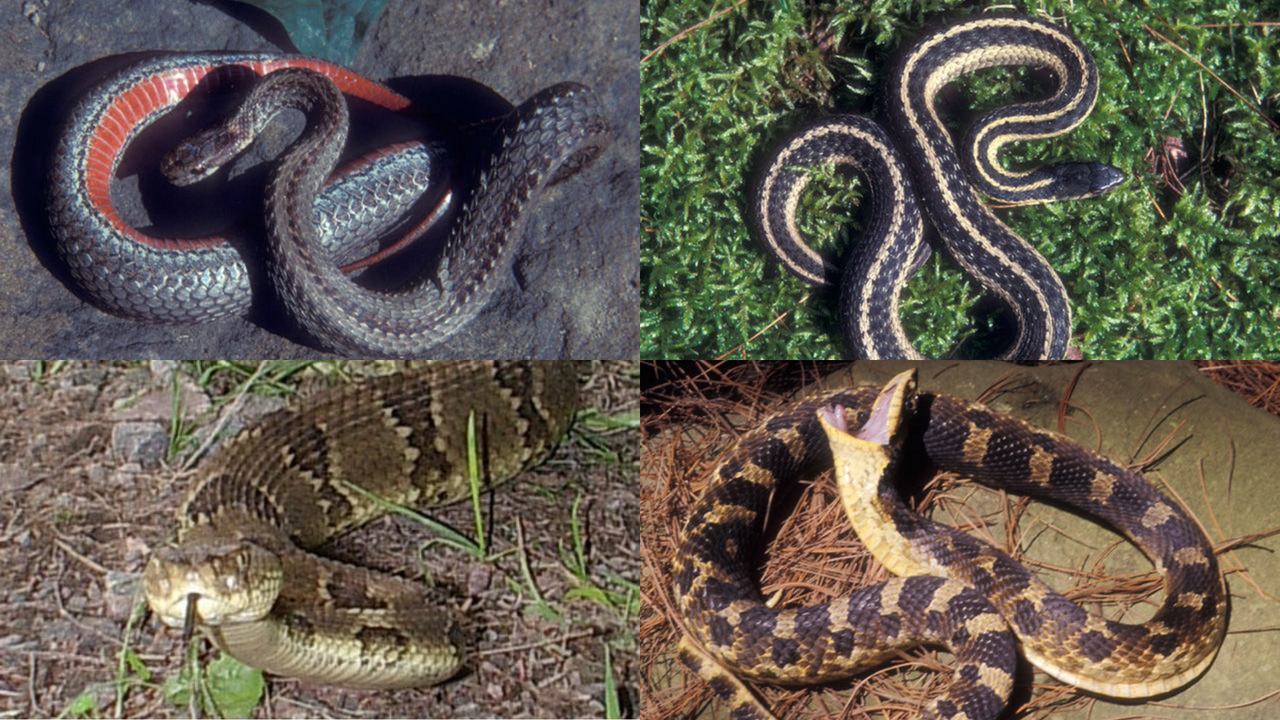 List: The most common snake species found across Pennsylvania