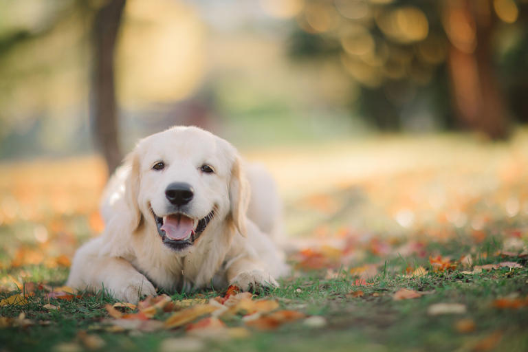 Owner's way of keeping dog cool in summer goes viral, experts weigh in - Signs That A Dog Is Overeating Grass
