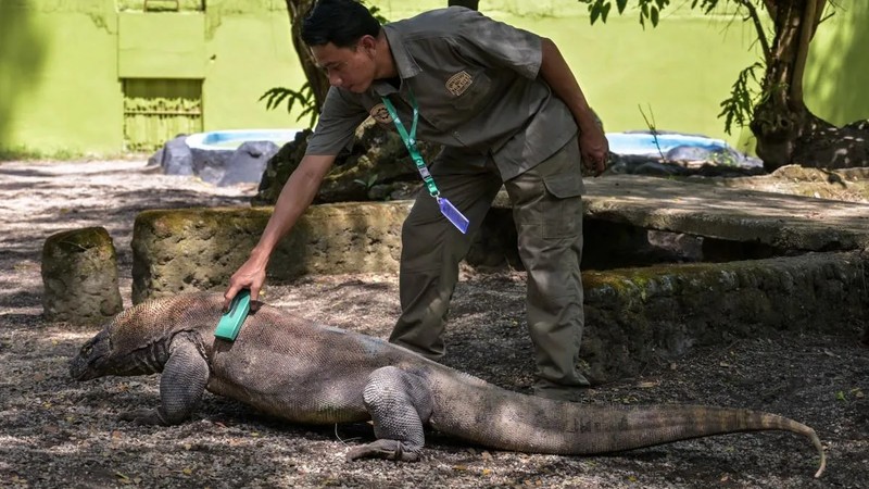 Dragon diplomacy: Indonesia lends Komodo lizard pair to Japan zoo