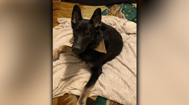 Emotional support dog shot in Texas: Owner looking for answers