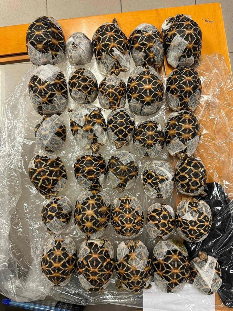 Taiwanese teen with 30 tortoises under clothes nabbed at Thai airport