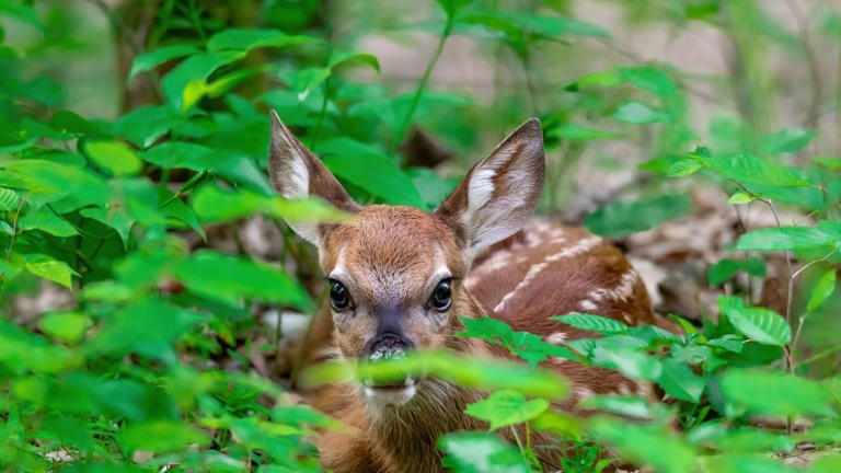Spotted a fawn? Here's why Virginia wildlife officials say they should ...