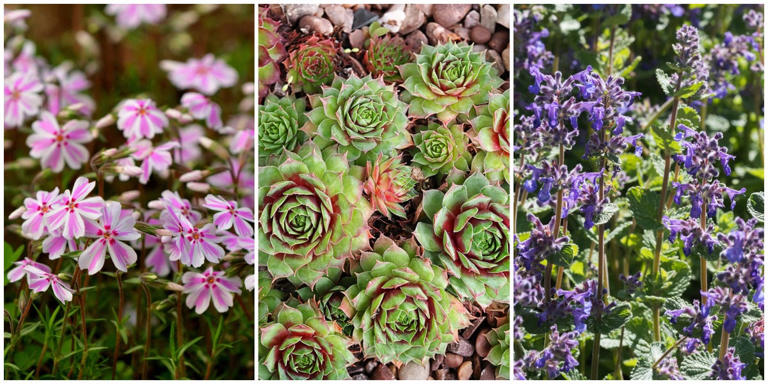 9 plants to prune in May for more flowers all summer – from roses to sedums