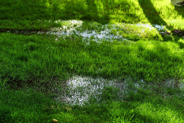 Does grass seed germinate after heavy rain? What to do if you planted before  it poured
