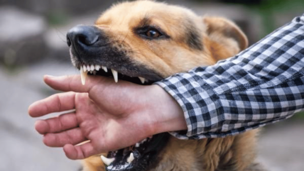 Importance of rabies vaccine for children: Doctor explains risks ...