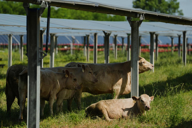 Solar ranch in Tennessee aims to prove grazing cattle under the panels ...