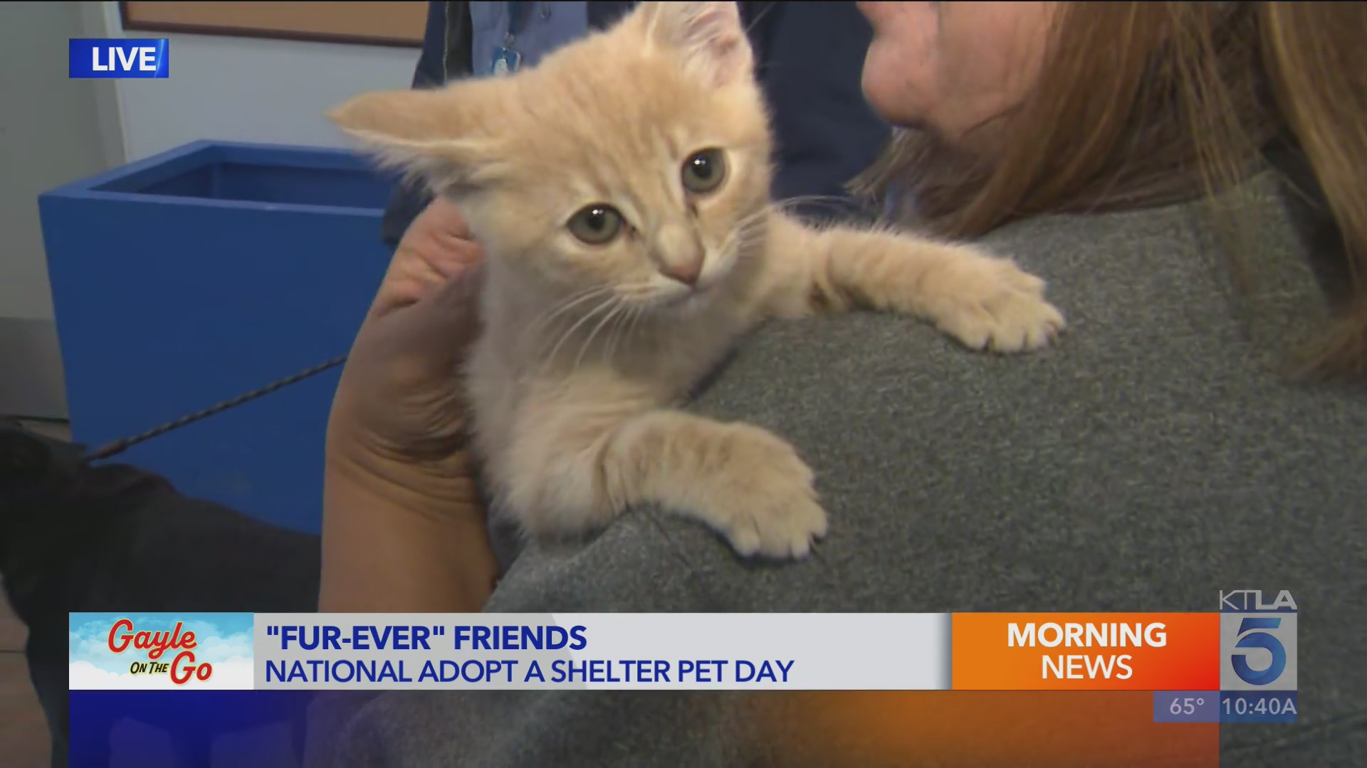National Adopt a Shelter Pet Day