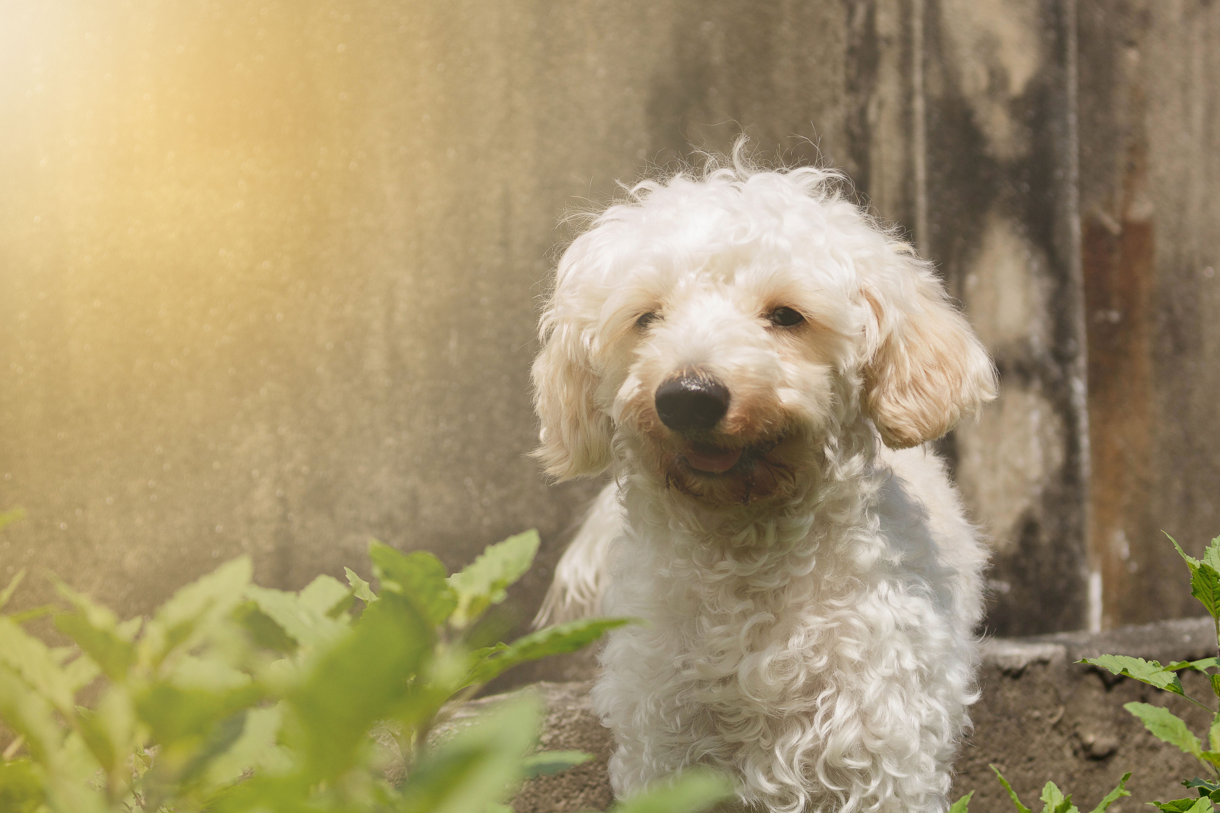 Poodle puppy on grass