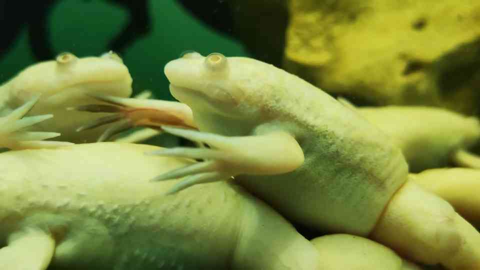 This frog spread a disease that killed 500 species... mass death across ...
