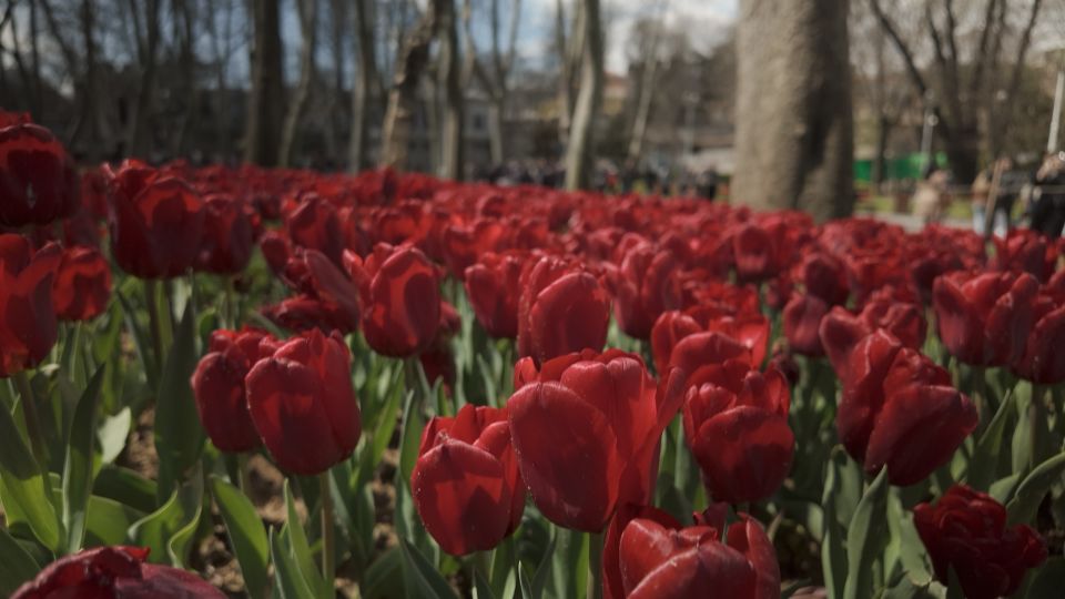 3-5-million-tulips-take-over-this-city-no-it-s-not-in-the-netherlands