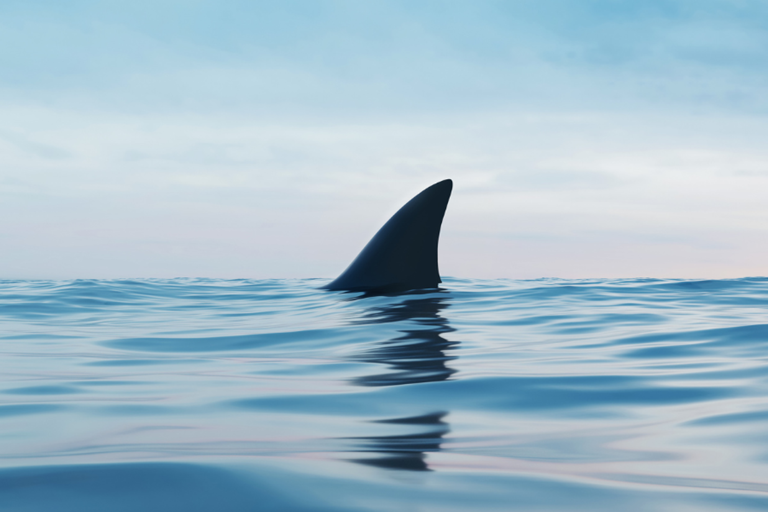 Huge shark stalks hydrofoilers off Santa Barbara coast in footage