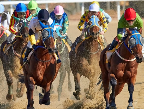 From Oldsmar to the winner’s circle: Tampa Bay Downs stars take over ...